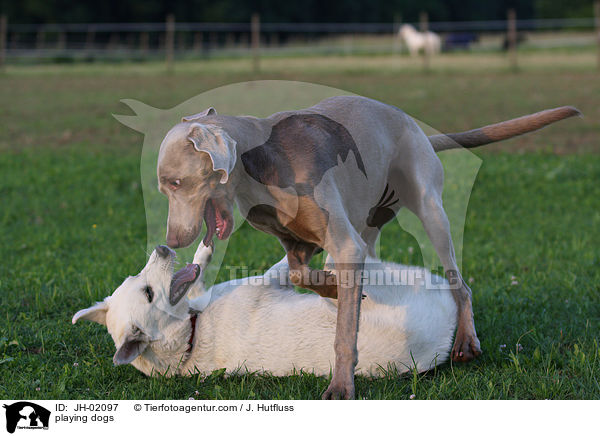 spielende Hunde / playing dogs / JH-02097