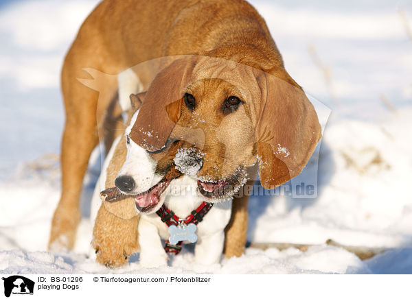 spielende Hunde / playing Dogs / BS-01296