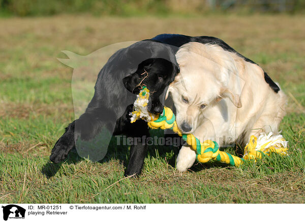 spielende Retriever / playing Retriever / MR-01251