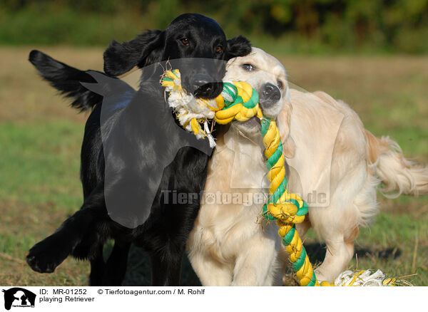 spielende Retriever / playing Retriever / MR-01252