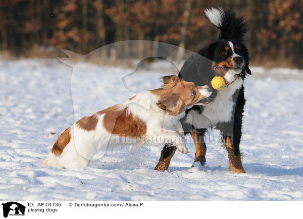 spielende Hunde / playing dogs / AP-04735