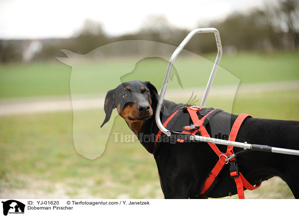 Dobermann im Zuggeschirr / Doberman Pinscher / YJ-01620