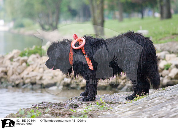 Hund bei der Wasserrettung / rescue dog / BD-00394