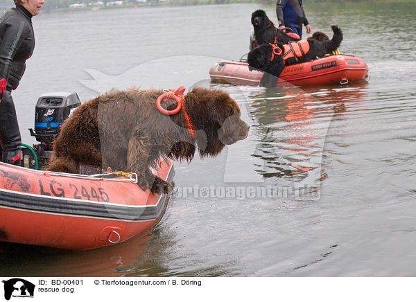 Hund bei der Wasserrettung / rescue dog / BD-00401