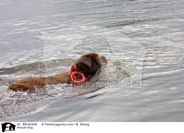 Hund bei der Wasserrettung / rescue dog / BD-00409