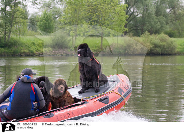 Rettungshund im Training / rescue dog / BD-00435