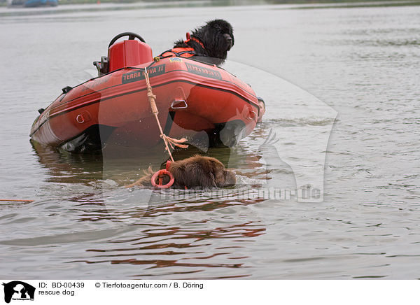 Rettungshund im Training / rescue dog / BD-00439