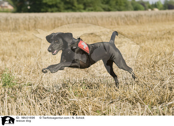 Rettungshund / rescue dog / NN-01696