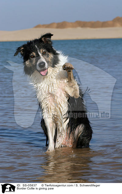 Border Colli beim Pftchen geben / Border Collie is giving paw / SS-05837