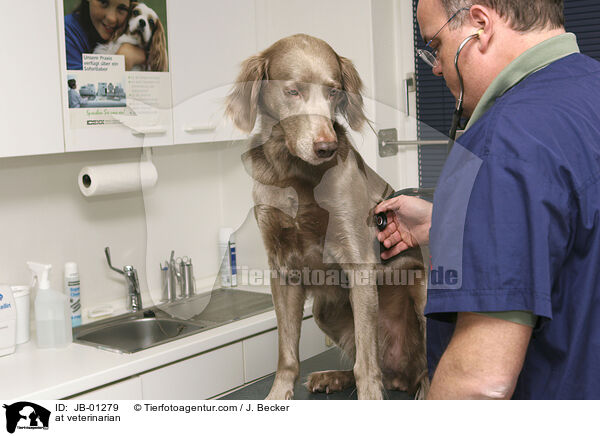 beim Tierarzt / at veterinarian / JB-01279