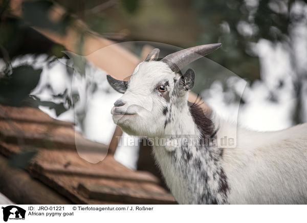 Afrikanische Zwergziege / African pygmy goat / JRO-01221