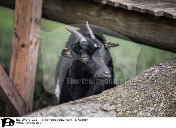Afrikanische Zwergziege / African pygmy goat / JRO-01222
