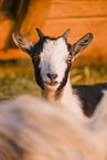 african pygmy goat