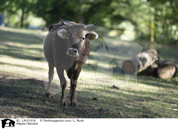 Allgaeu Bavaria / LR-01018