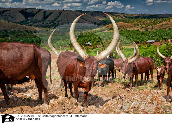 Watussirinder / Ankole Longhorns / JR-02270