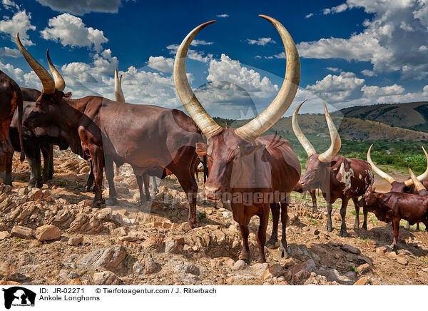 Watussirinder / Ankole Longhorns / JR-02271