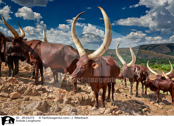 Watussirinder / Ankole Longhorns / JR-02272