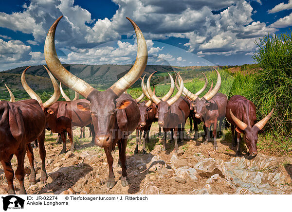 Watussirinder / Ankole Longhorns / JR-02274