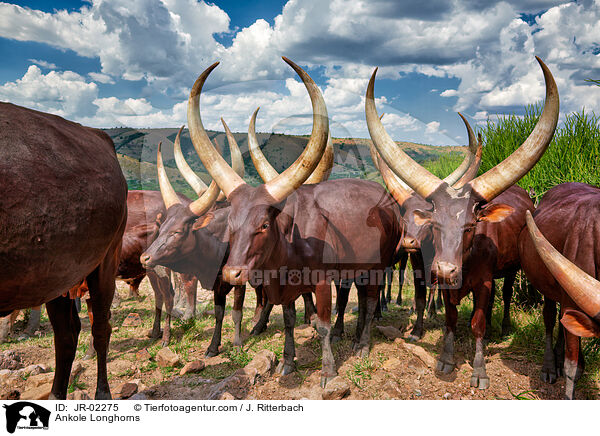 Watussirinder / Ankole Longhorns / JR-02275