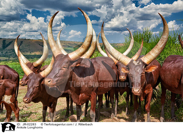 Watussirinder / Ankole Longhorns / JR-02283