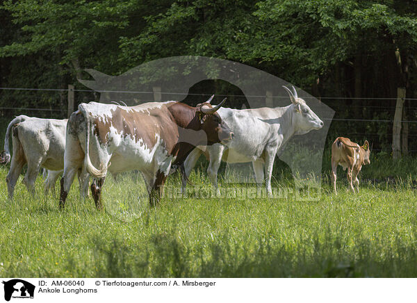 Watussirinder / Ankole Longhorns / AM-06040