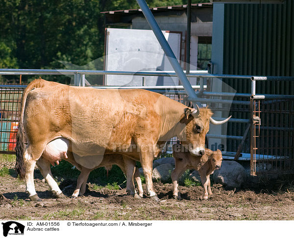 Aubrac-Rinder / Aubrac cattles / AM-01556