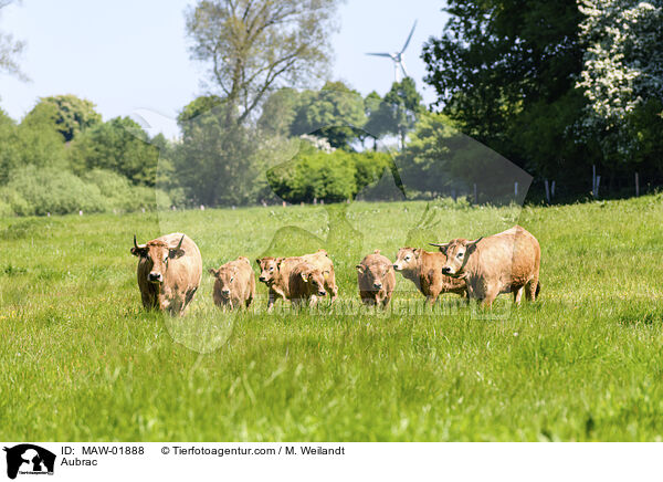 Aubrac / Aubrac / MAW-01888