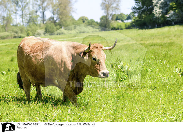 Aubrac / Aubrac / MAW-01891