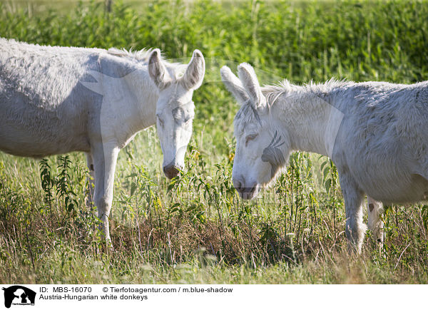 sterreich-ungarische weie Esel / Austria-Hungarian white donkeys / MBS-16070