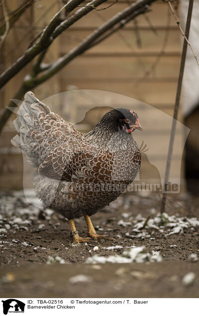 Barnevelder / Barnevelder Chicken / TBA-02516