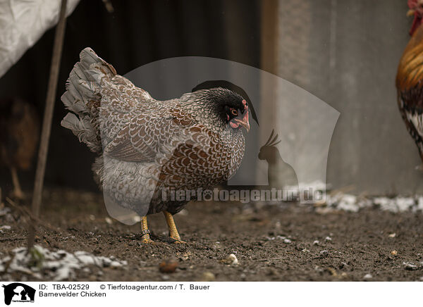 Barnevelder / Barnevelder Chicken / TBA-02529