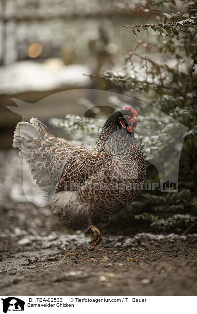 Barnevelder Chicken / TBA-02533