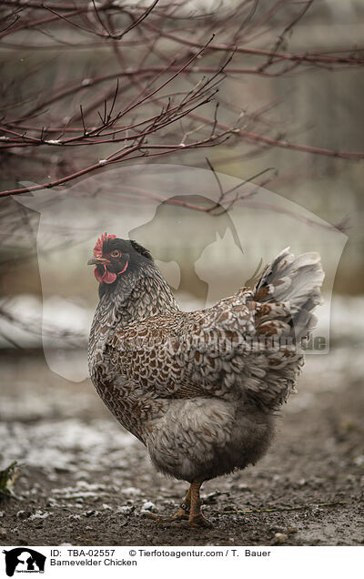 Barnevelder / Barnevelder Chicken / TBA-02557