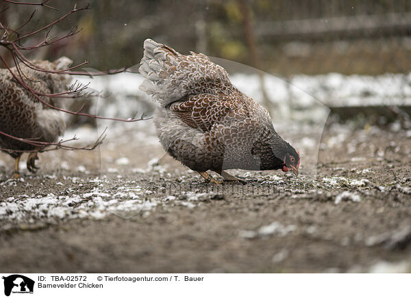 Barnevelder Chicken / TBA-02572