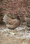 Barnevelder Chicken