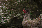 Barnevelder Chicken