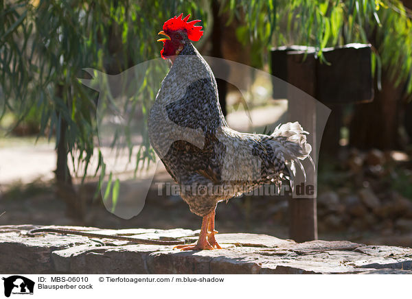 Blausperber Hahn / Blausperber cock / MBS-06010