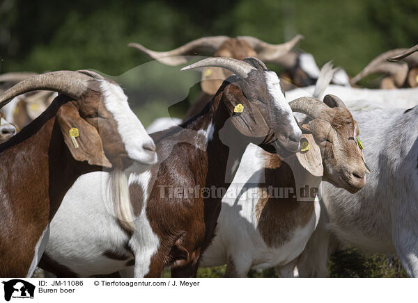 Burenziegen / Buren boer / JM-11086