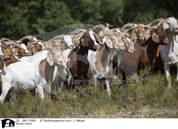 Burenziegen / Buren boer / JM-11089