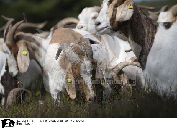 Burenziegen / Buren boer / JM-11134