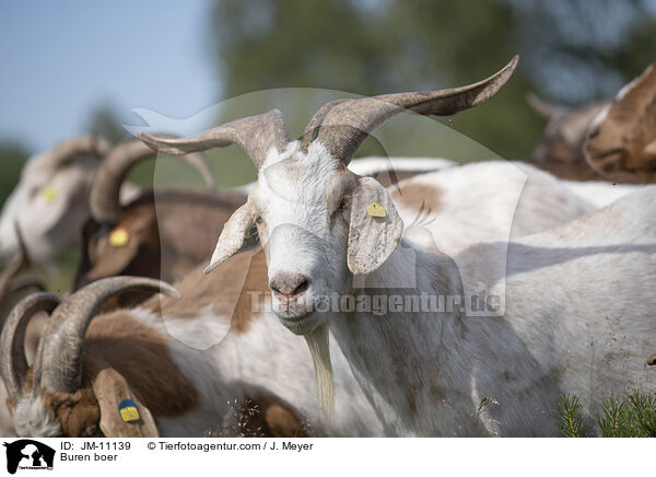 Burenziegen / Buren boer / JM-11139