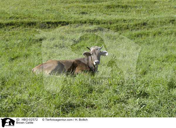 Braunvieh / Brown Cattle / HBO-02572