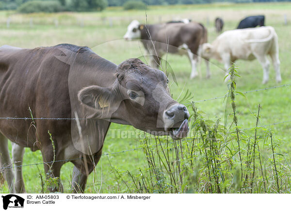 Braunvieh / Brown Cattle / AM-05803