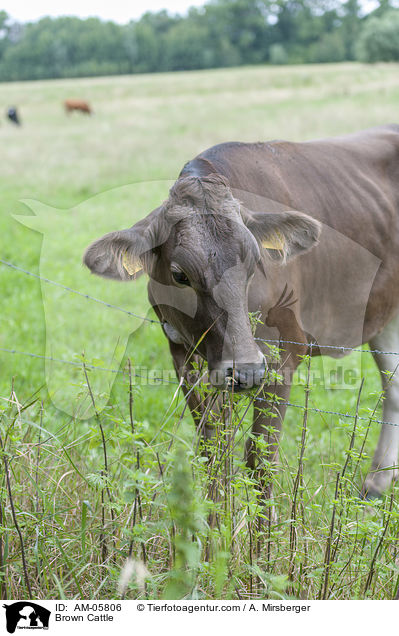 Braunvieh / Brown Cattle / AM-05806