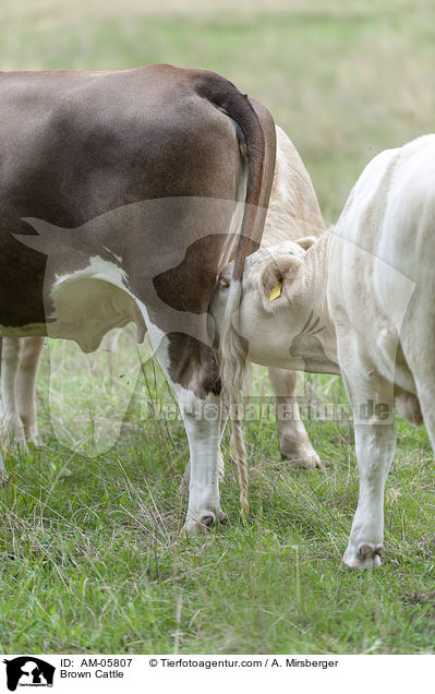 Braunvieh / Brown Cattle / AM-05807