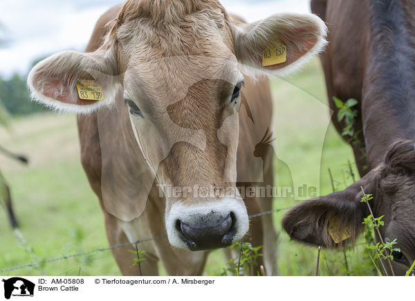 Brown Cattle / AM-05808