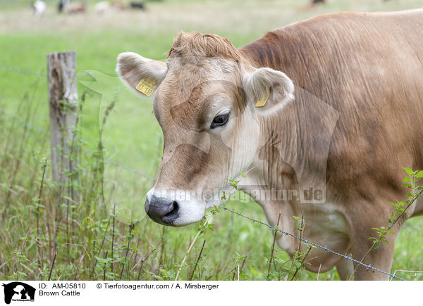 Brown Cattle / AM-05810