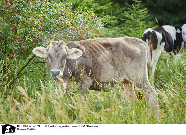 Braunvieh / Brown Cattle / DMS-09079