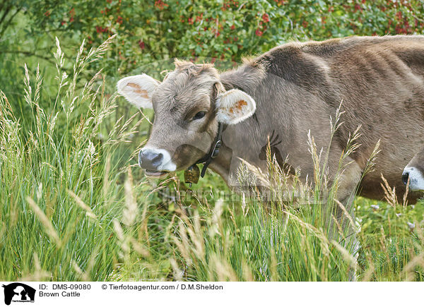 Braunvieh / Brown Cattle / DMS-09080