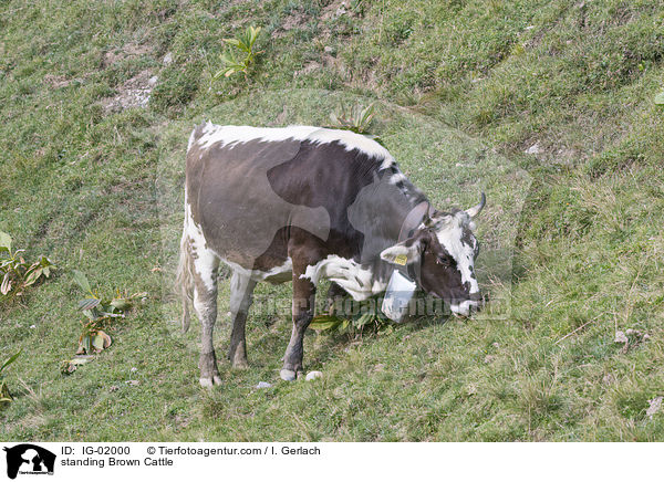 standing Brown Cattle / IG-02000